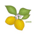 Lemon branch hand drawing, flower leaves fruit. Inscription. Isolated, white background. Royalty Free Stock Photo