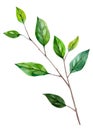 Lemon branch. Handdrawn watercolor illustration of plants. Object isolated. Element for design of greeting cards.