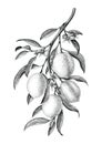 Lemon branch illustration black and white vintage clip art isolate on white background