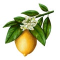 Lemon on a branch with leaves and flowers illustration on a white background, in vintage style, acrylic paints, picture Royalty Free Stock Photo