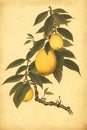 Lemon branch with lemons as illustration. AI Generated