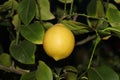 Lemon branch