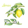 Lemon branches with fruits and flowers