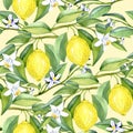 Lemon branches with fruits and white flowers on soft yellow background