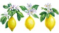Lemon branches with green leaves, flowers. Watercolor botanical illustration, citrus fruits isolated white background