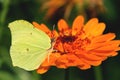 Lemon butterfly on a calendula orange flower close up