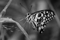 Lemon butterfly, lime swallowtail and chequered swallowtail black and white image