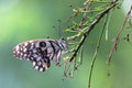 Lemon butterfly, lime swallowtail and chequered swallowtail Butterfly resting on the branch plant