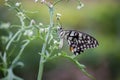 Lemon butterfly, lime swallowtail and chequered swallowtail image