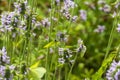 Lemon butterfly on a nettle Andorn plant Royalty Free Stock Photo