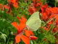 Lemon butterfly on a pelargonium Royalty Free Stock Photo