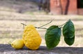 Lemon and cedar on a stone in the garden