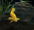 Lemon Cichlid, neolamprologus leleupi Royalty Free Stock Photo