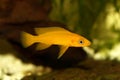Lemon cichlid Neolamprologus leleupi yellow aquarium fish Royalty Free Stock Photo