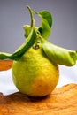 Lemon citron cedrate or Citrus medica, large fragrant citrus fruit with thick rind