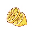 Lemon citrous slices vector cut fruits. Sketch illustration of ripe autumn harvest.