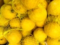 The lemon (Citrus limon)