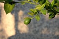 Lemon or Citrus limon plant with single bright green fresh lemon fruit growing on branch with multiple leaves on grey wall