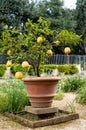 Lemon citrus plant