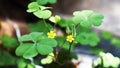 Lemon clover or Common Yellow Woodsorrel Oxalis stricta plant. Royalty Free Stock Photo
