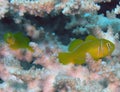 Lemon Coral Goby Gobiodon citrinus in the Red Sea Royalty Free Stock Photo