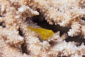 Lemon Coralgoby on a Table Coral Royalty Free Stock Photo