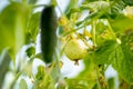 Lemon cucumber growing