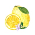 Lemon cut with leaves illustration for jam, juice, summer menu. Hand drawn watercolor illustration