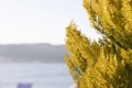 Lemon cypress tree leaves close-up. It started to turn yellow