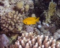 A Lemon Damsel Amblyglyphidodon aureus in the Red Sea Royalty Free Stock Photo