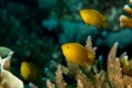 Lemon damselfishes, Pomacentrus moluccensis on a tropical reef Royalty Free Stock Photo