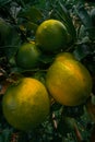 lemon directly in the garden usually sold as a harvest Royalty Free Stock Photo