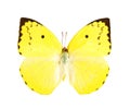 Lemon Emigrant butterfly (Catopsilia pomona).