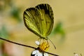 Lemon Emigrant butterfly