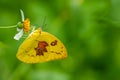 Lemon Emigrant butterfly useing its probostic to collect the nectar from the flower