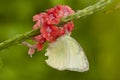 Lemon Emigrant Form-crocale, Catopsilia pomona is feeding on s