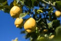 Lemon field in Syracuse, cultivar `femminello`