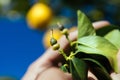 Lemon field in Syracuse, cultivar `femminello`