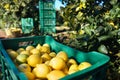 Lemon Farm Field in Syracuse Sicily Italy