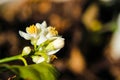 Lemon flower is blooming on lemon tree