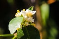 Lemon flower is blooming on lemon tree