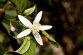 Lemon flower (Citrus limon)