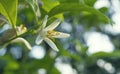 Lemon Flower Closeup