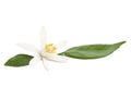 Lemon flower with leaves on white Royalty Free Stock Photo