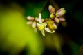 Lemon Flower nice BG Royalty Free Stock Photo