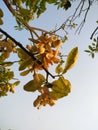 Lemon flower white in the garden natural green leaf.background blue sky cloud Royalty Free Stock Photo