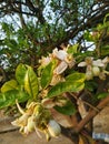 Lemon flower white in the garden natural green leaf.background blue sky Royalty Free Stock Photo