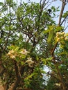 Lemon flower white in the garden natural green leaf.background blue sky season Royalty Free Stock Photo