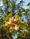 Lemon flower white in the garden natural green leaf.background blue sky summerb Royalty Free Stock Photo