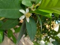 This is a lemon flower Royalty Free Stock Photo